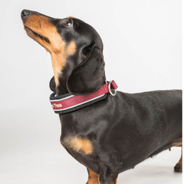 Halsband voor hond Charlie Back on Track Bordeaux Halsband voor hond Charlie Back on Track Bordeaux