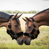 Halster Audrey Back on Track Zwart Halster Audrey Back on Track Zwart