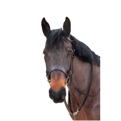 Teugels bredies Canter