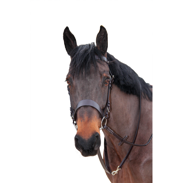Teugels bredies Canter