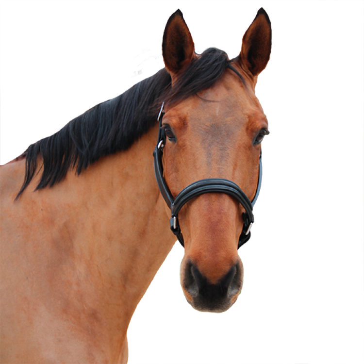 Halster Canter Mylord Halster Canter Mylord