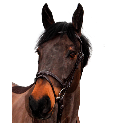 Bridon Canter Club Bruin