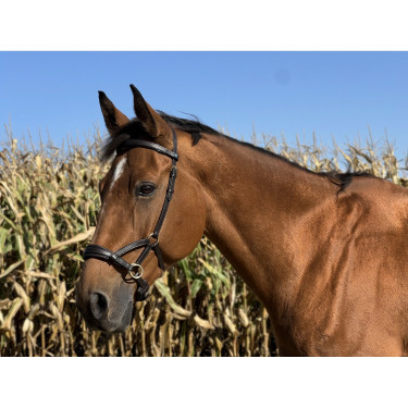 Side-pull leer T van T Donker Havana Bruin