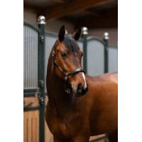 Lederen halster Eskadron Elegance Zwart