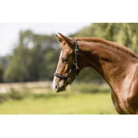 Halster Eskadron Veulen Zwart