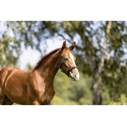 Halster Eskadron Veulen Zwart