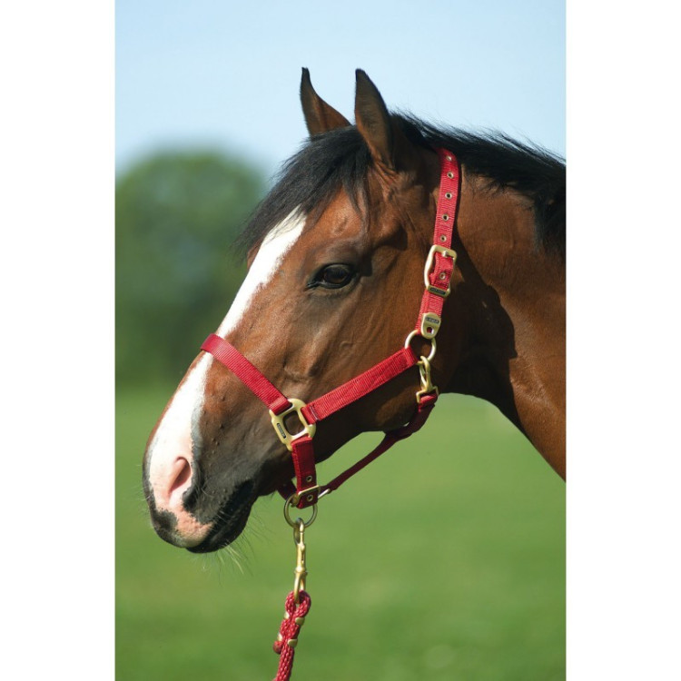 Halster Equithème Nylon Halster Equithème Nylon