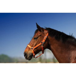 Halster Equithème Nylon Halster Equithème Nylon