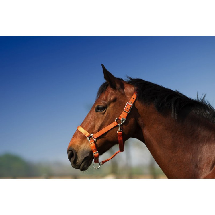 Halster Equithème Nylon Halster Equithème Nylon