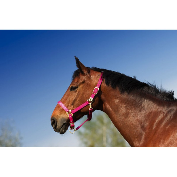 Halster Equithème Nylon Halster Equithème Nylon