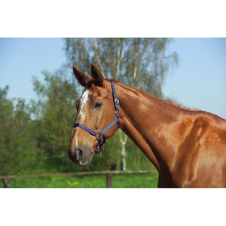 Nylon halster met dubbele dikte en gespen Norton