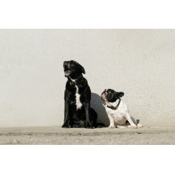Halsband en riem voor hond Equithème Max