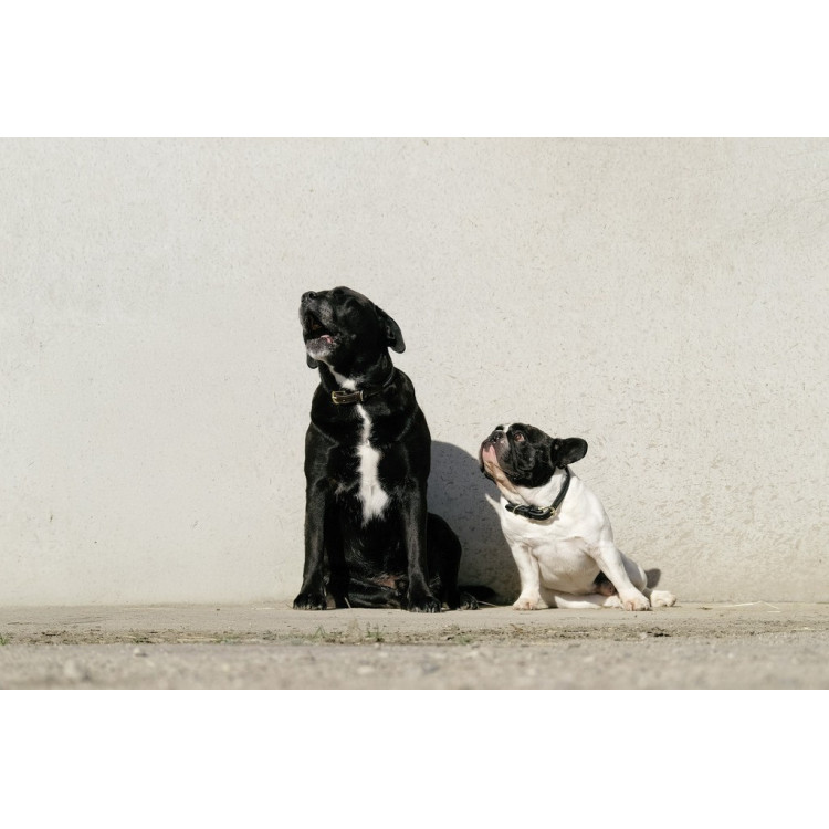 Halsband en riem voor hond Equithème Max
