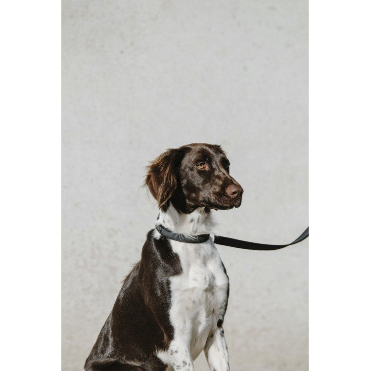 Halsband voor hond Equithème Nala