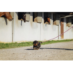 Hondenriem met handvat Riding World Lucky