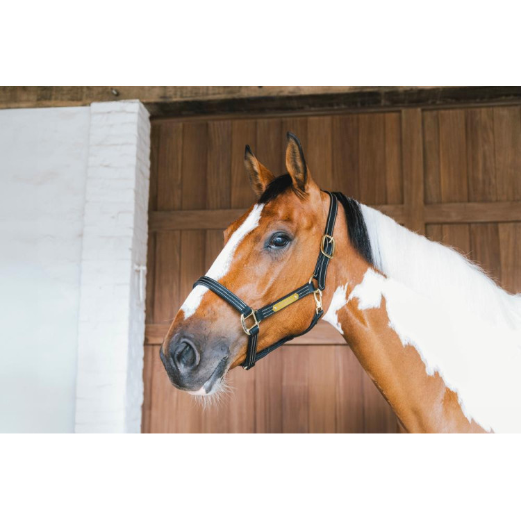 Lederen halster Wellington Kentucky