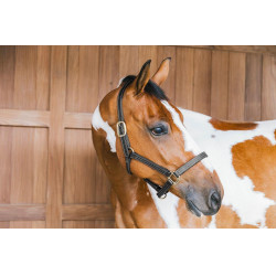 Lederen halster Wellington Kentucky Zwart Lederen halster Wellington Kentucky Zwart