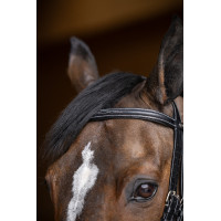 Springtrens HFI Master double jump Zwart