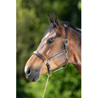 Leren halster HFI Master crèmekleurige stiksels Bruin