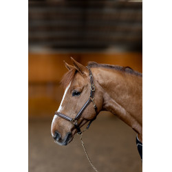 Lederen halster Little Groom HFI Master Bruin Lederen halster Little Groom HFI Master Bruin