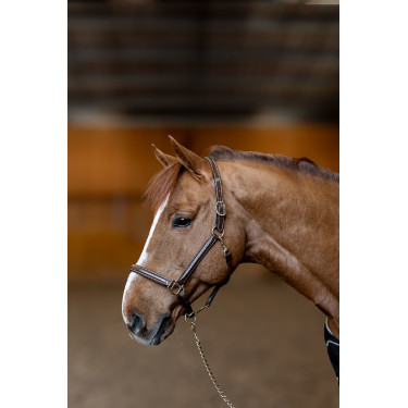 Lederen halster Little Groom HFI Master Bruin Lederen halster Little Groom HFI Master Bruin