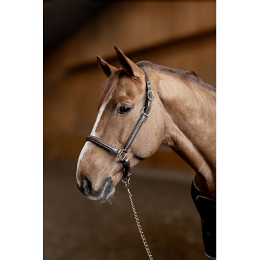 Lederen halster Little Groom HFI Master Bruin Lederen halster Little Groom HFI Master Bruin