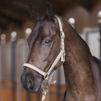 Halster HV Polo Nena