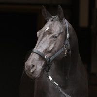 Halster Imperial Riding Rebel Ballerina Violet Halster Imperial Riding Rebel Ballerina Violet