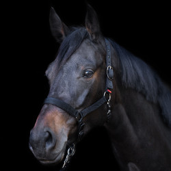 Halster Yearling Imperial Riding Zwart