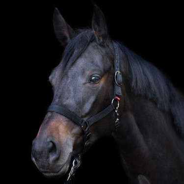 Halster Yearling Imperial Riding Zwart