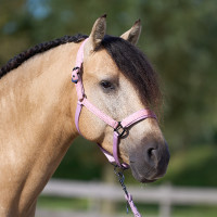 Halster Imperial Riding Sparkle Ballerina Violet Halster Imperial Riding Sparkle Ballerina Violet