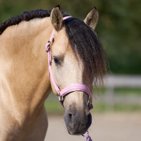 Halster Imperial Riding Sparkle Ballerina Violet Halster Imperial Riding Sparkle Ballerina Violet