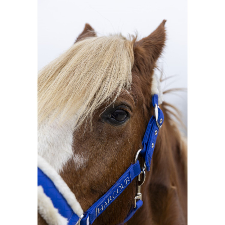 Halster en halstertouw Harcour Teschic Halster en halstertouw Harcour Teschic