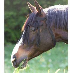 Frontal chasse-mouche Waldhausen autonome Zwart Frontal chasse-mouche Waldhausen autonome Zwart