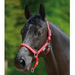Licol Waldhausen déco Petits chevaux Rood