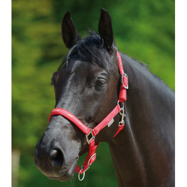 Licol Waldhausen déco Petits chevaux Rood