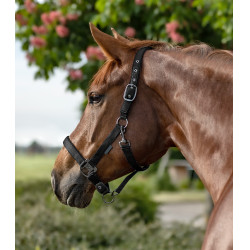 Licol Waldhausen Gloomy Zwart