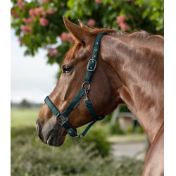 Licol Waldhausen Gloomy Donkergroen