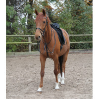 Martingaal Waldhausen X-Line Zwart