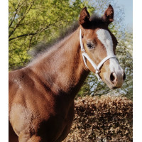 Presentatiehalster van leer Star veulen Zwart Presentatiehalster van leer Star veulen Zwart