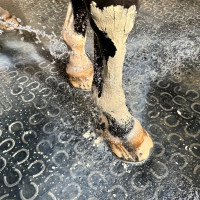 Kleipasta Frisheid & Comfort Nutragile Kleipasta Frisheid & Comfort Nutragile