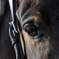 Natural'Look Natural'Innov