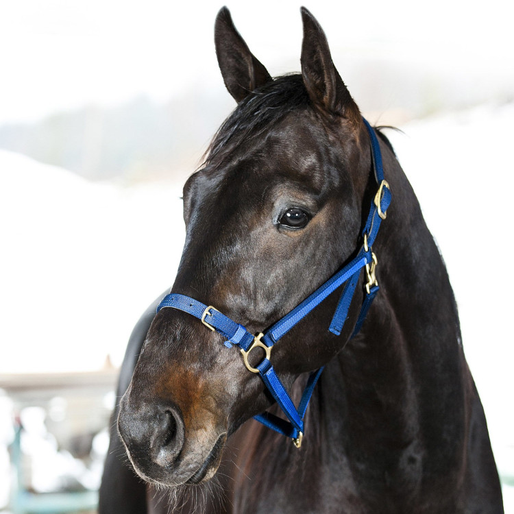Halster Yankee Finn-Tack Pro nylon met open neusriem