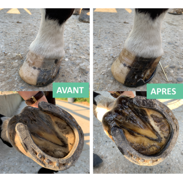 Zalf droge hoef emmer Ekin