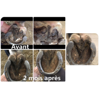 Behandelingsspray voor zool- en straalrot Ekin