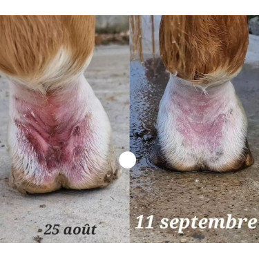 Anti-kloven zalf voor de koot Ekin Anti-kloven zalf voor de koot Ekin