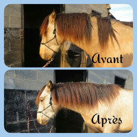 Ontklittingsverzorging voor manen Ekin Ontklittingsverzorging voor manen Ekin