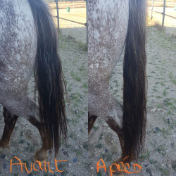 Ontklittingsverzorging voor manen Ekin Ontklittingsverzorging voor manen Ekin