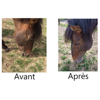 Insectenafweermiddel hoofd Ekin Insectenafweermiddel hoofd Ekin