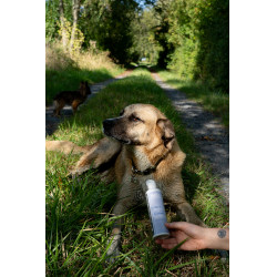 Aanvullend voer Alodis Care Cani Complexe voor honden Aanvullend voer Alodis Care Cani Complexe voor honden
